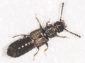 Anotylus nitidulus